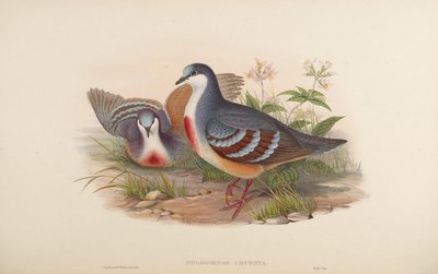 Phlogoenas cruenta = Gallicolumba luzonica - John Gould